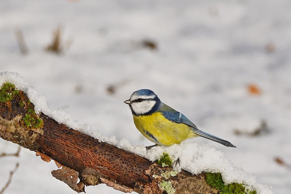 blue-tit-8432158_960_720.jpg